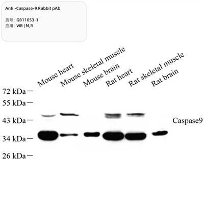 Anti-caspase -9 kanína pab