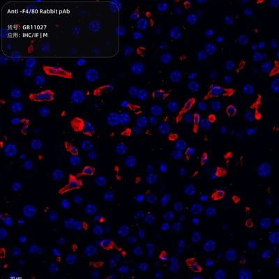 Anti-F4\/80 Rabbit Pab