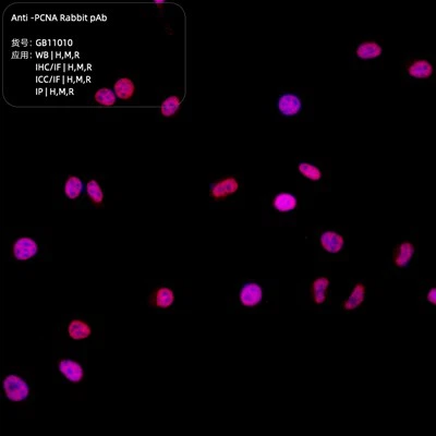 Anti-PCNA kanína PAb