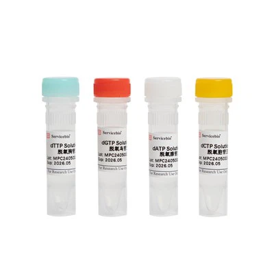 DNTP lausnasett（dATP, DGTP, DCTP, DTTP, 100 MM hvert）