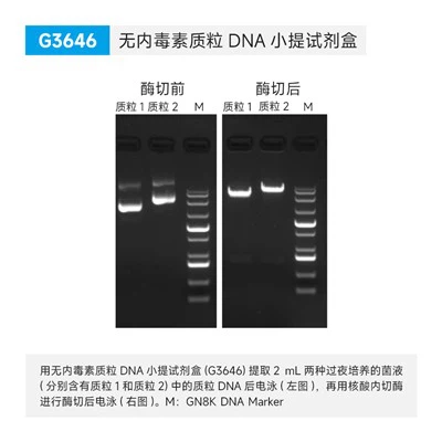 Endo-Free Plasmid Miniprep Kit